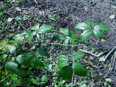 Rubus cissburiensis
