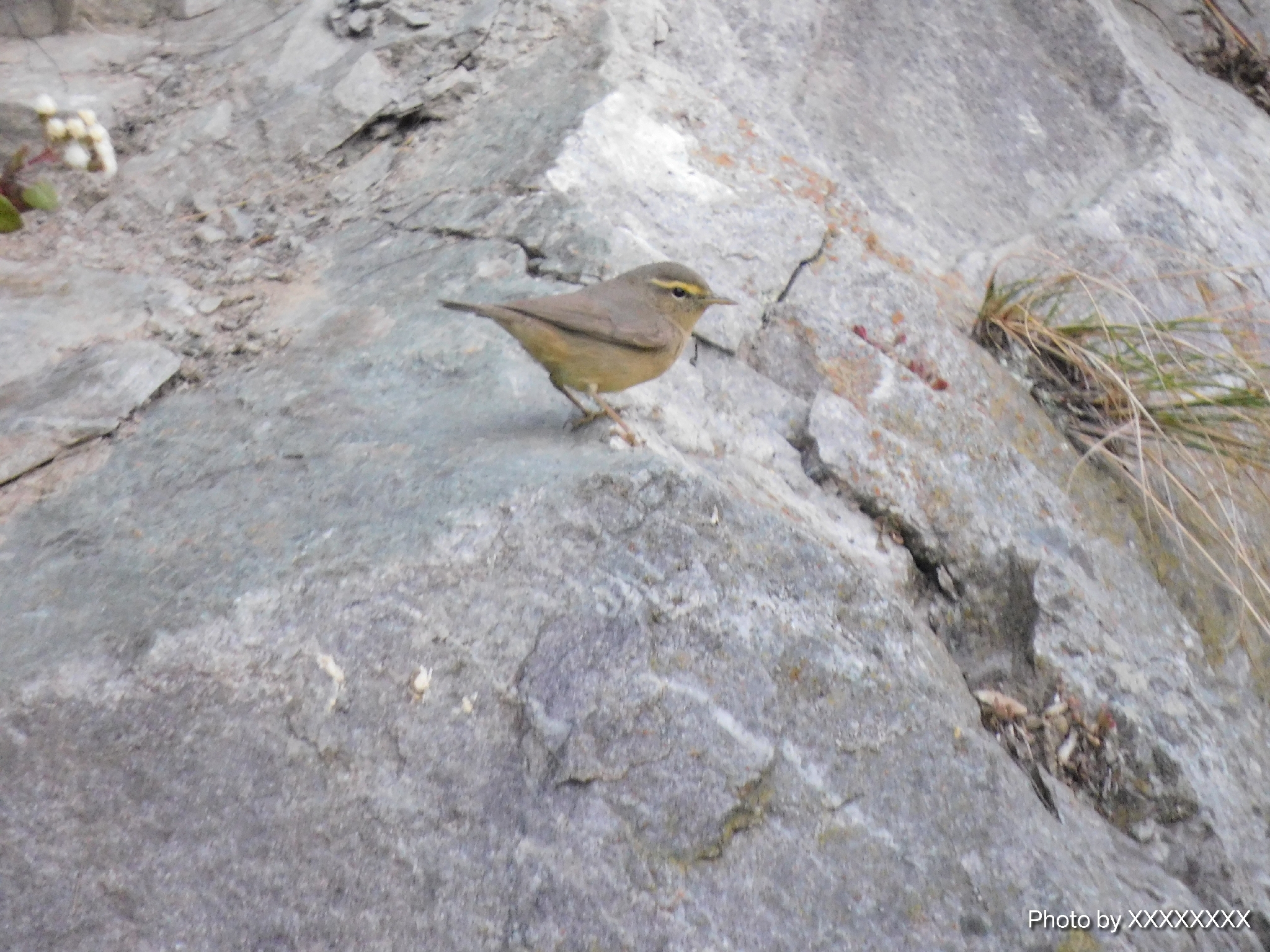 Sulphur-bellied Warbler (Phylloscopus griseolus), photo 6