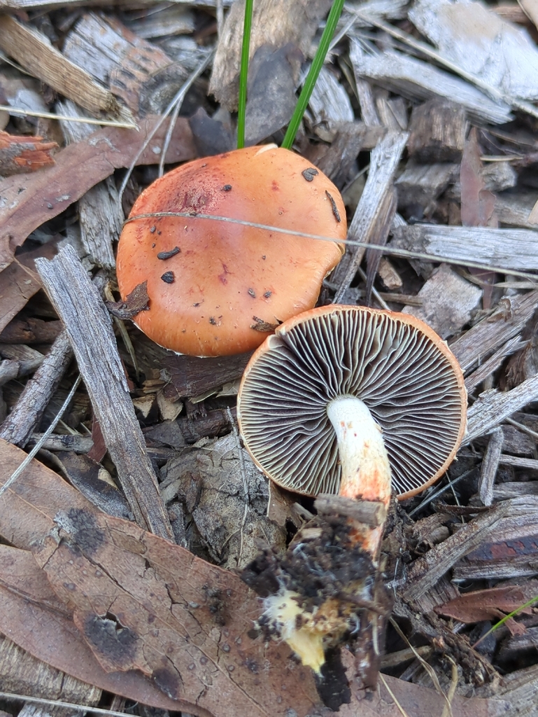Leratiomyces ceres · April 2026 · photo: © bbdown (iNaturalist, cc0)