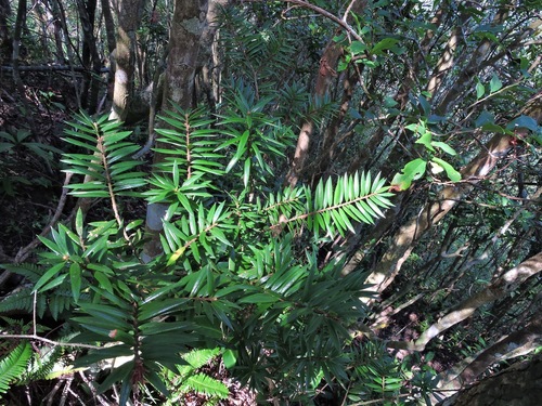Image of Keteleeria davidiana by (c) Jacy Chen, some rights reserved (CC BY)