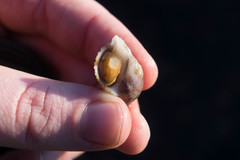 Nucella canaliculata