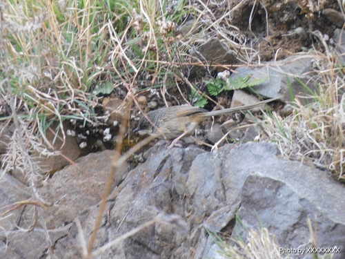 Himalayan Prinia (Prinia crinigera), photo 9
