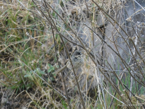 Himalayan Prinia (Prinia crinigera), photo 10