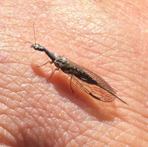 iNaturalist observation photo of Common Snakeflies