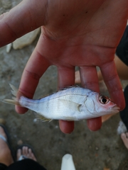 Lithognathus lithognathus