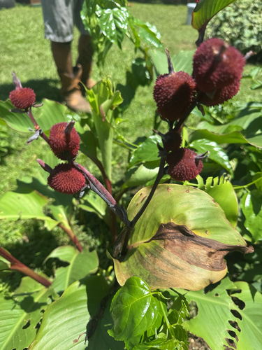 Canna indica observed 2026-04-16