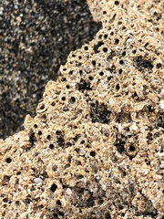 Phragmatopoma caudata