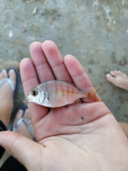 Rhabdosargus holubi