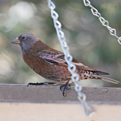 Leucosticte tephrocotis littoralis