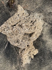 Phragmatopoma caudata