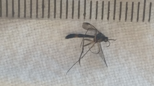 Keroplatidae