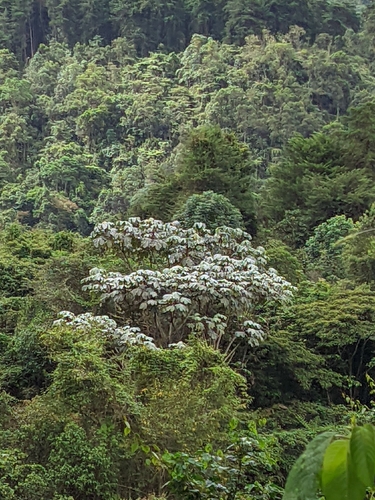 Cecropia telenitida, photograph 1