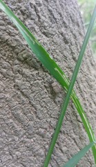 Hoplia