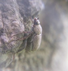 Hoplia