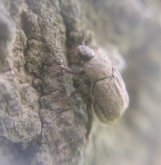Hoplia