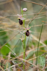 Ophrys exaltata arachnitiformis