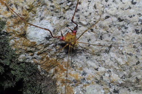 Goniosoma unicolor
