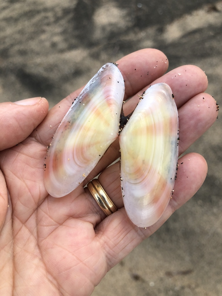 Tellins, Sunset Clams, and Allies