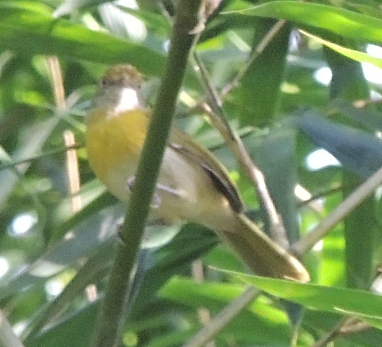 Lemon-chested Greenlet (Hylophilus thoracicus), photo 2