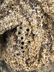 Phragmatopoma caudata