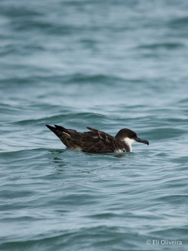 Pardela capirotada (Ardenna gravis)