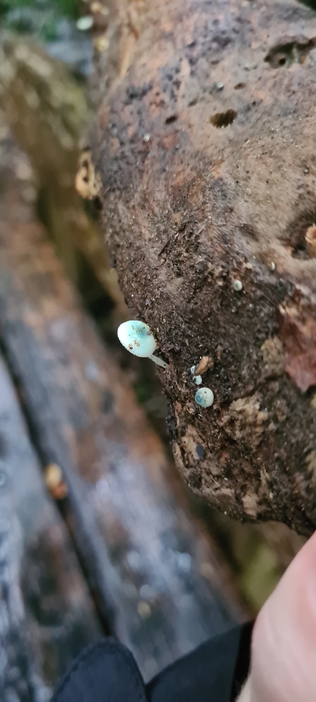 Mycena interrupta · April 2026 · photo: © chrystal1914 (iNaturalist, cc-by)
