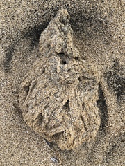 Phragmatopoma caudata