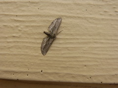 Holochroa dissociarius