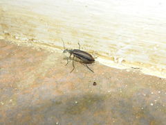 Epicauta vitticollis