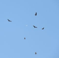 Cathartes aura