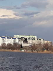 Chroicocephalus ridibundus