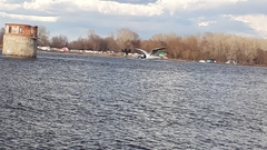 Chroicocephalus ridibundus