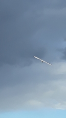 Chroicocephalus ridibundus