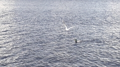 Chroicocephalus ridibundus