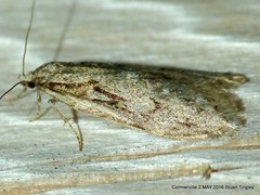 Semioscopis aurorella