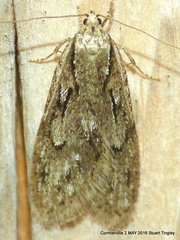 Semioscopis aurorella