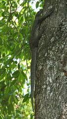 Varanus indicus