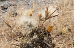 Porophyllum ruderale