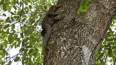 Varanus indicus