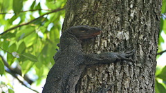 Varanus indicus