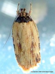 Agonopterix atrodorsella