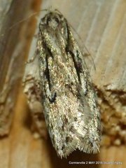 Semioscopis aurorella