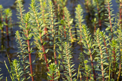 Hippuris tetraphylla