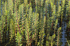 Hippuris tetraphylla