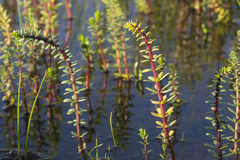 Hippuris tetraphylla