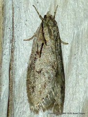 Semioscopis aurorella