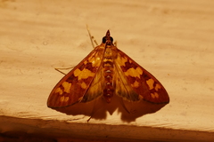 Stenochora lancinalis