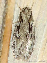 Semioscopis aurorella