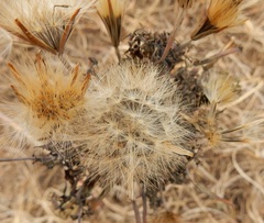 Porophyllum ruderale
