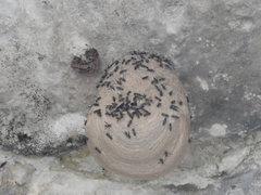 Polybia plebeja